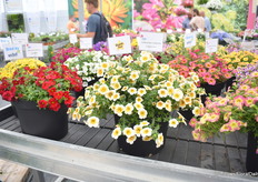 Calibrachoa Calitastic Cappuchino bij Cohen Propagations, een Westhoff variëteit. Het bijzondere aan deze variëteit is de kleur en de rijke bloei.